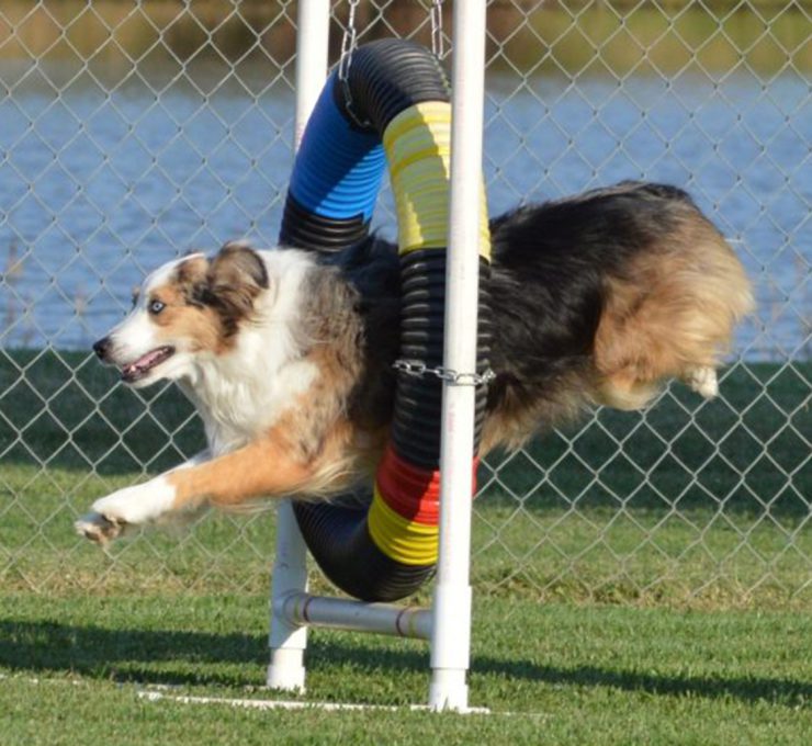 Agility Classes