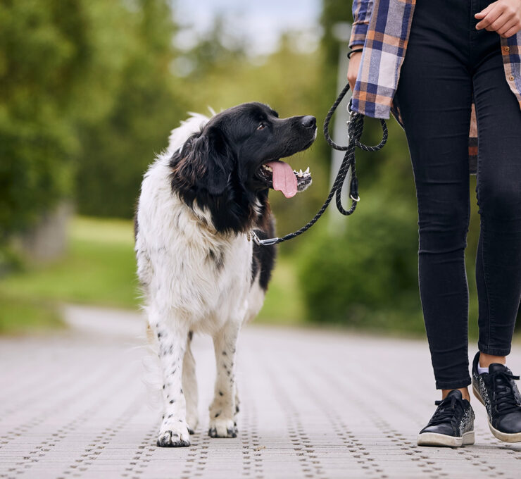 Leash Work Boot Camp