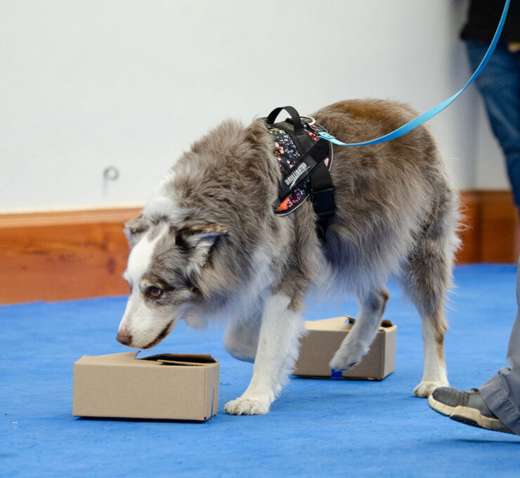 Introduction to Scent Work