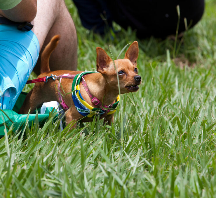 Behavioral Consultations