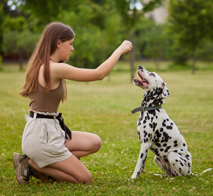 Basic Manners and Obedience